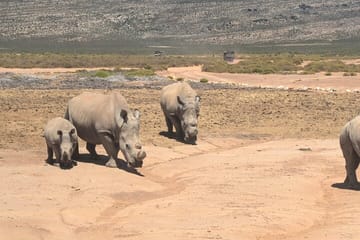 Big 5 Safari and Wine Tasting Tour from Cape Town