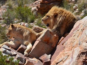 Sunset Safari Tour at Aquila Game Reserve from Cape Town