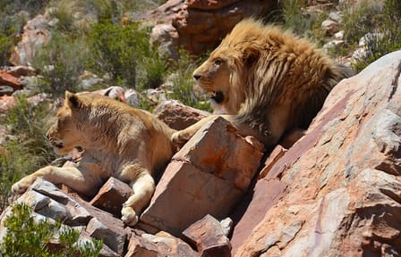 Sunset Safari Tour at Aquila Game Reserve from Cape Town