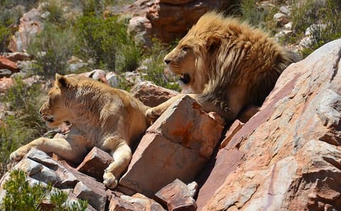 Sunset Safari Tour at Aquila Game Reserve from Cape Town