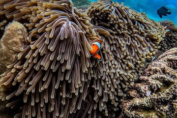 Tropical Rush: Maya Bay, Phi Phi & Khai Island Snorkel Escape