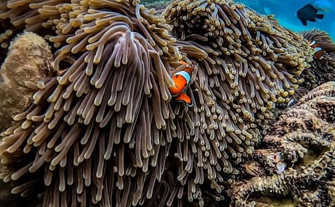 Snorkeling Adventure at Maya Bay and Phi Phi Islands