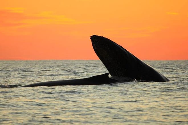 Whale Concert Discovery in Los Cabos photo 2