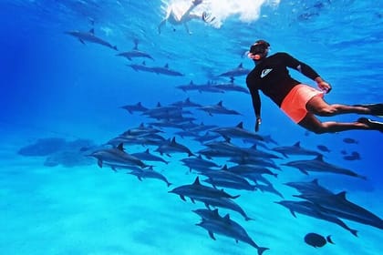 Hurghada: Boat Trip to Dolphin House – Swim with Dolphins in the Red Sea!