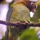 Brown hooded parrot