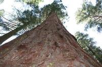 Giant Redwood.