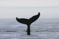 Akureyri Classic Whale Watching 4