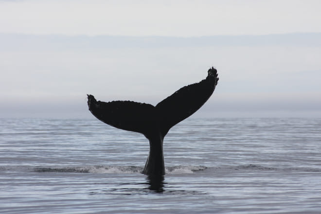 Akureyri Classic Whale Watching 4