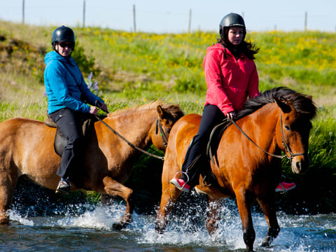 04F - Horses and Puffins , photo 3