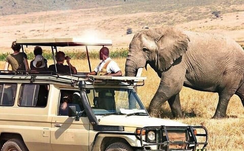 3-Day Masai Mara Safari with Hot Air Balloon Experience