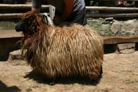 Disappearing Bulgarian Breeds of Pets and Tasting Organic Products in North Pirin