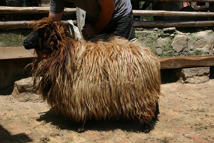Disappearing Bulgarian Breeds of Pets and Tasting Organic Products in North Pirin