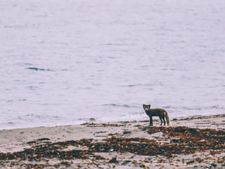Arctic Fox at Hornvík