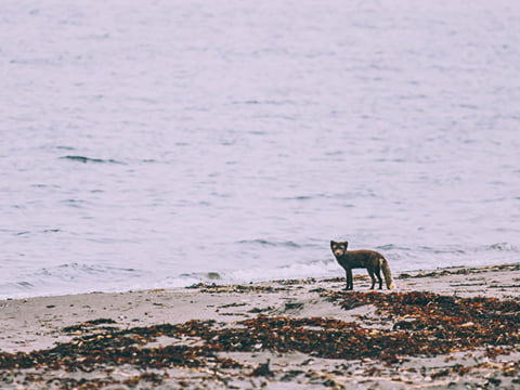 Arctic Fox at Hornvík