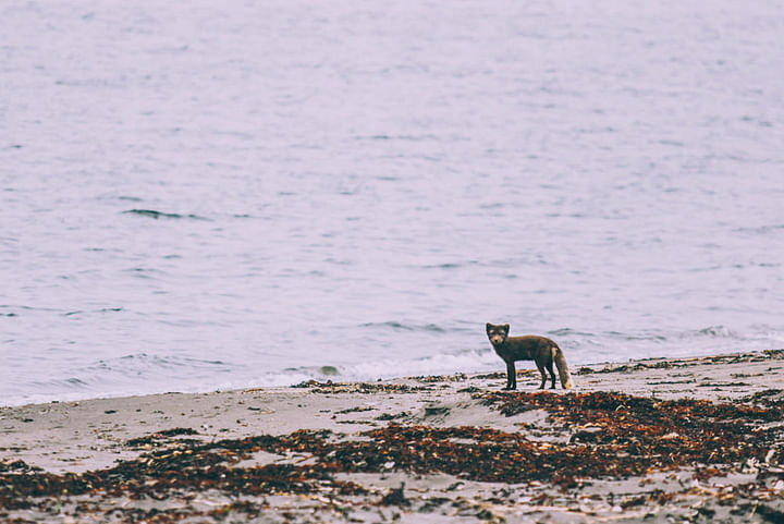 Arctic Fox at Hornvík