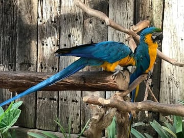 world of birds cape town