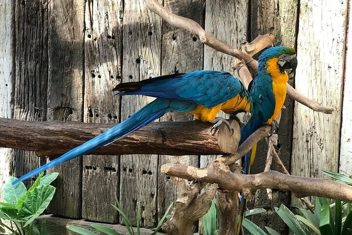 world of birds cape town