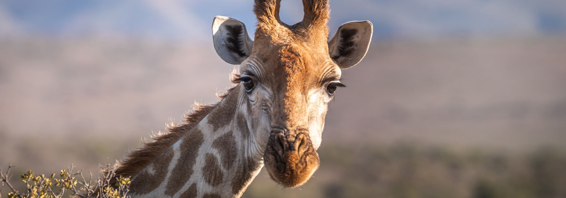 Encounter giraffes and breathtaking landscapes at Tala Game Reserve on an unforgettable safari.