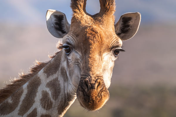 Encounter giraffes and breathtaking landscapes at Tala Game Reserve on an unforgettable safari.