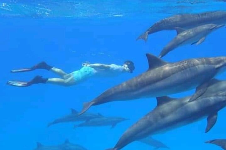 Mikumi National Park Safari Day Trip from Zanzibar
