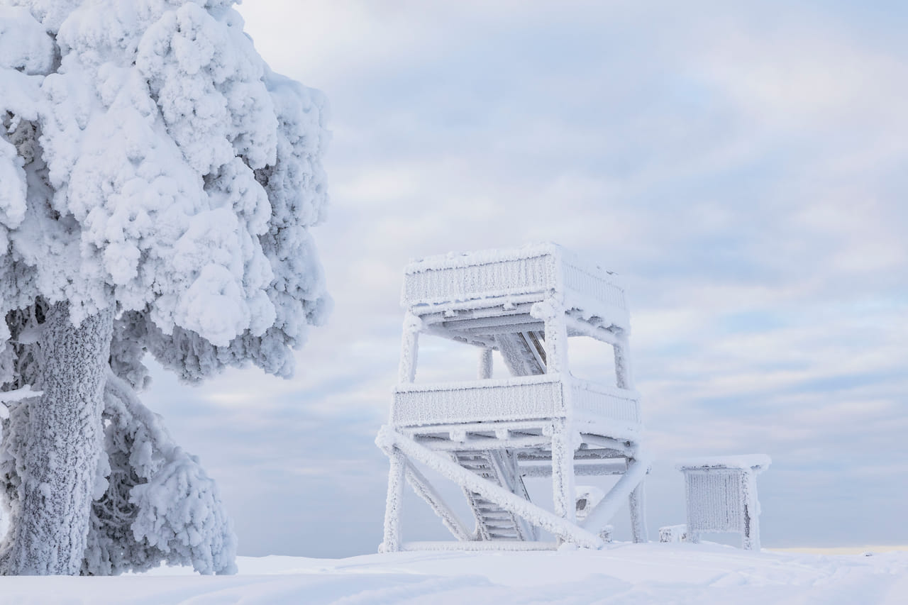Snowshoe Experience in Lapland Forest - Rovaniemi 5