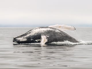 Classic Whale Watching from Dalvík, photo 13