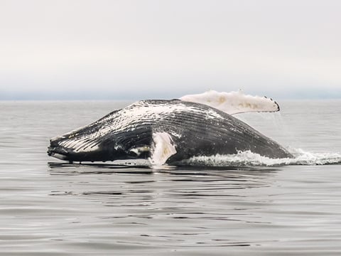 Classic Whale Watching from Dalvík, photo 13