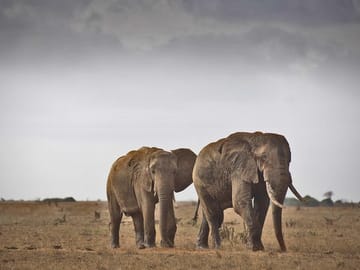 Elephants in Tsavo East