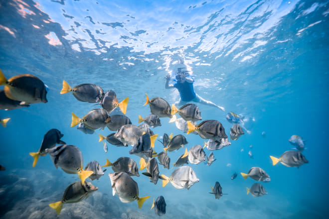 Snorkeling los cabos sea of cortez tropical fish school underwater cabo san lucas