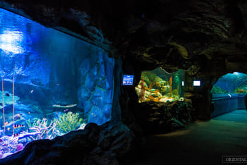 Underwater World Pattaya Ticket