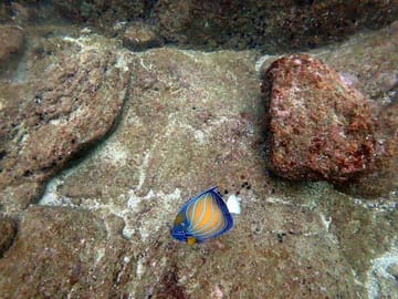 Scuba Diving Adventure in Unawatuna, Sri Lanka