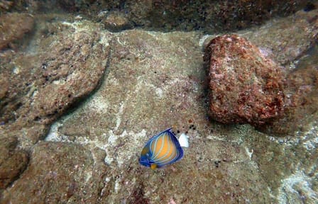 Scuba Diving in Unawatuna