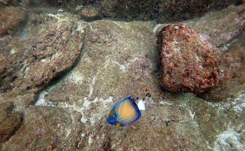 Scuba Diving Adventure in Unawatuna, Sri Lanka