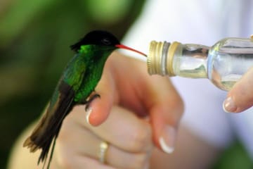 Rocklands Bird Sanctuary and Montego Bay City Highlights Tour