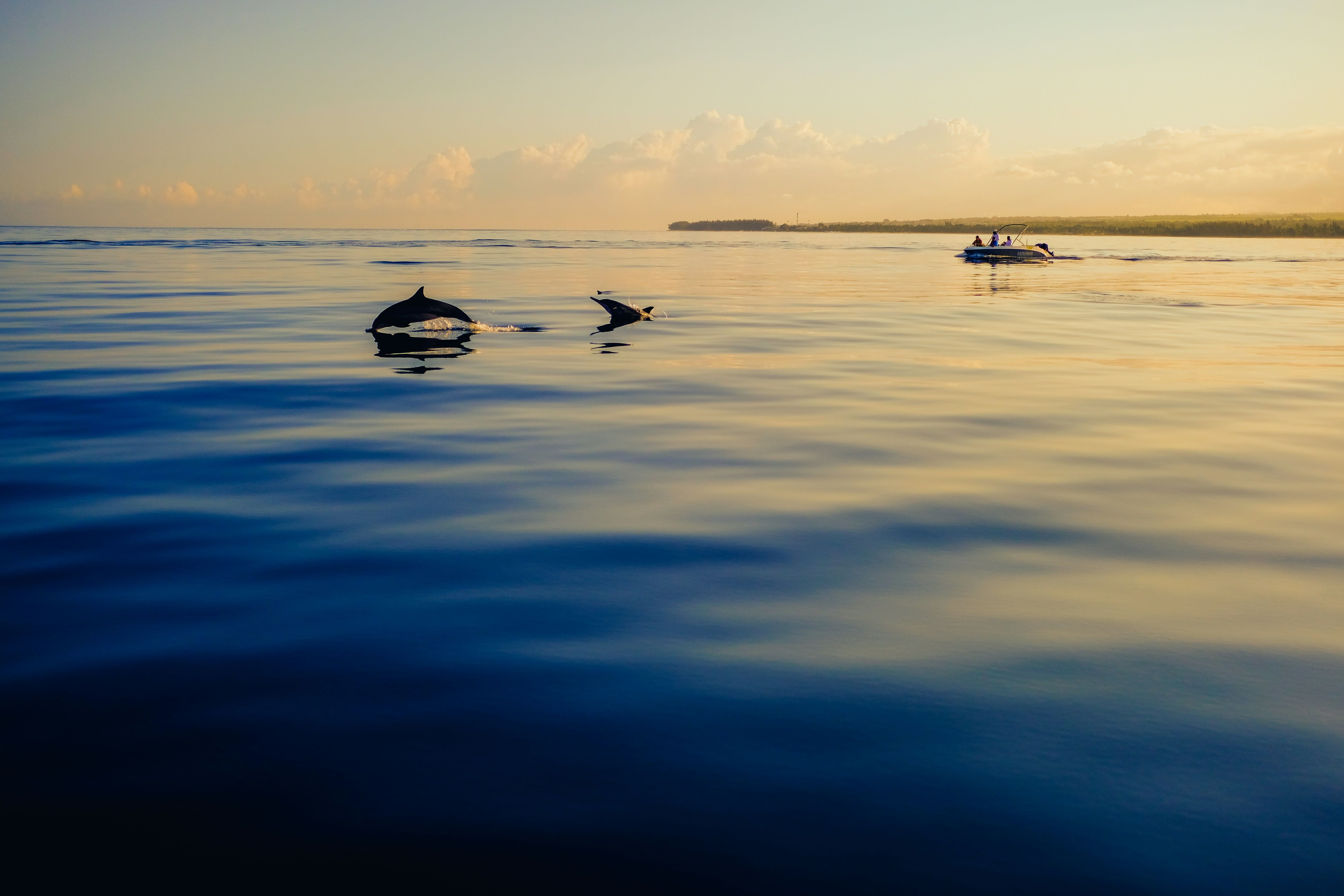 Group of dolphins swimming on the surface of the sea at dusk, with calm water and the sky tinged with orange and pink tones, refl