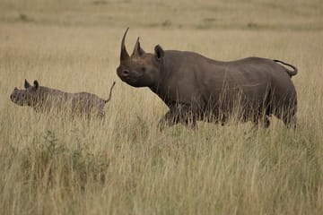 3 Days & 2 Nights Safari – Maasai Mara National Reserve Safari