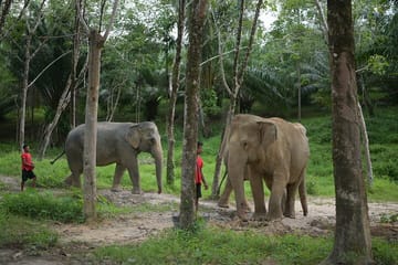Khaolak Wild Ride and Gentle Giants Experience
