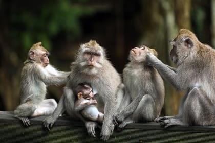 Private Tour: Ubud and Tanah Lot Day Tour