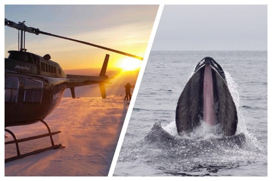 Reykjavík Whales & Helicopter Tour