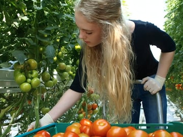 Fresh from the vine – see how tomatoes are grown year-round in Iceland’s famous greenhouse