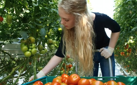 Golden Circle Day Tour with Friðheimar Farm