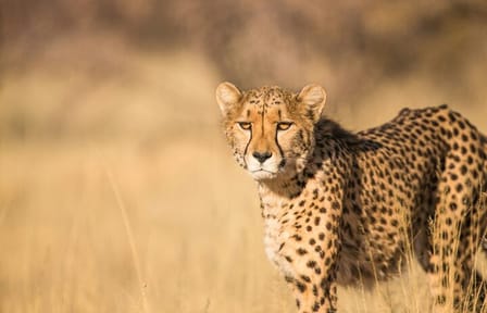 Bo-Kaap, Cheetah Outreach Firgrove & Stellenbosch Wine Tasting