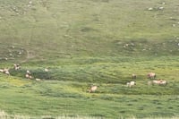 3 Days Khustai and Terelj National parks tour 2
