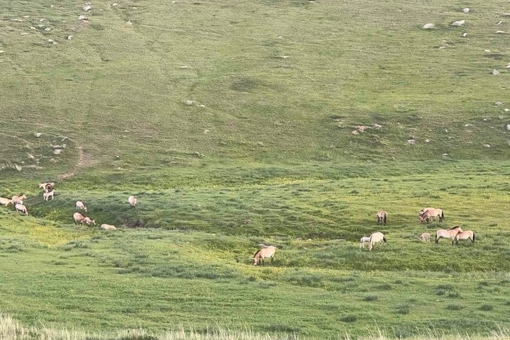 3 Days Khustai and Terelj National parks tour 2