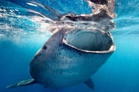 Sea of Cortez Combo: Whale Sharks, Sea Lions & Balandra Beach 4