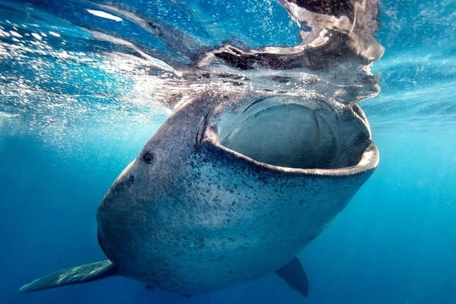 Sea of Cortez Combo: Whale Sharks, Sea Lions & Balandra Beach photo 4