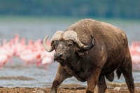 Lake Nakuru National park