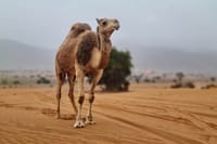 Camel riding with BBQ and sunset 9