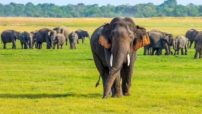  From Negombo: Sigiriya & Minneriya Safari Tour 5