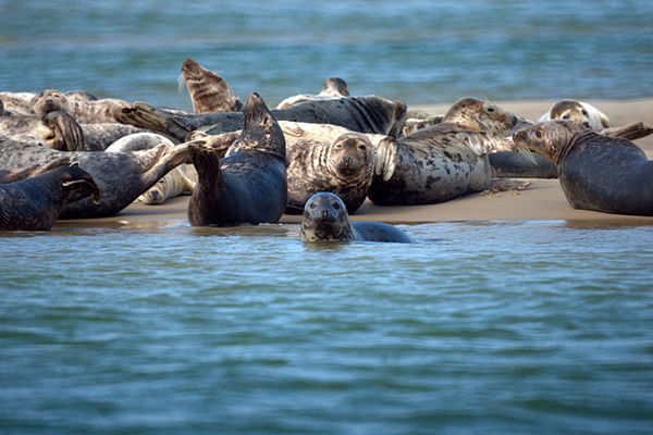 Marine Big Five safari experience. From Cape Town. Guided